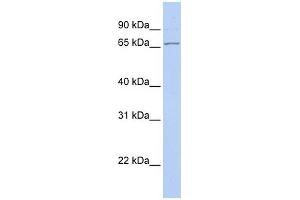 DNAJC1 antibody used at 1 ug/ml to detect target protein. (DNAJC1 抗体)