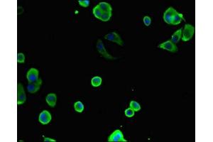 Immunofluorescence (IF) image for anti-Chaperonin Containing TCP1, Subunit 8 (Theta) (CCT8) (AA 224-491) antibody (ABIN7171428)