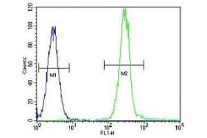 Anti-Vimentin antibody flow cytometric analysis of HeLa cells (right histogram) compared to a negative control cell (left histogram).