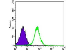 Flow cytometric analysis of PC-2 cells using CDH2 mouse mAb (green) and negative control (purple). (N-Cadherin 抗体)