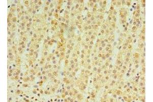 Immunohistochemistry of paraffin-embedded human adrenal gland tissue using ABIN7164415 at dilution of 1:100 (RNF212 抗体  (AA 1-297))