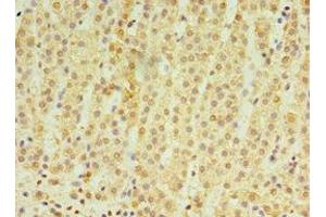 Immunohistochemistry of paraffin-embedded human adrenal gland tissue using ABIN7164415 at dilution of 1:100 (RNF212 抗体  (AA 1-297))