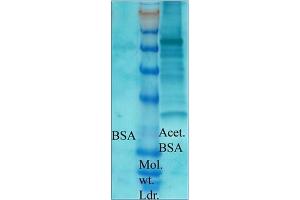 Image no. 1 for anti-Acetylated Lysine (acetylated) antibody (ABIN264880) (Acetylated Lysine 抗体  (acetylated))
