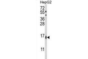 Western Blotting (WB) image for anti-Microsomal Glutathione S-Transferase 2 (MGST2) antibody (ABIN3003945) (MGST2 抗体)