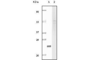 Western Blot showing fibulin5 antibody used against truncated fibulin5 recombinant protein (1) and Hela cell lysate (2).