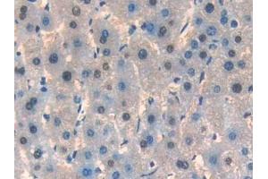 Immunohistochemistry (IHC) image for anti-Interleukin 33 (IL33) (AA 112-270) antibody (ABIN7426418)