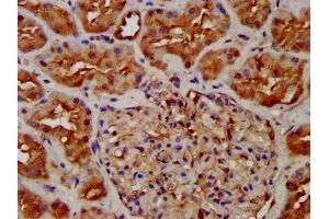 IHC image of ABIN7162085 diluted at 1:300 and staining in paraffin-embedded human kidney tissue performed on a Leica BondTM system. (NUMBL 抗体  (AA 447-576))