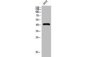 Western Blot analysis of 293T cells using G2A Polyclonal Antibody (G Protein-Coupled Receptor 132 抗体  (C-Term))