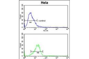 Flow cytometric analysis of Hela cells (bottom histogram) compared to a negative control cell (top histogram). (CYP7B1 抗体  (AA 252-281))