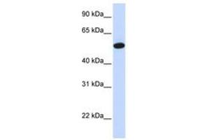 Image no. 1 for anti-Carcinoembryonic Antigen-Related Cell Adhesion Molecule 16 (CEACAM16) (AA 337-386) antibody (ABIN6740912) (CEACAM16 抗体  (AA 337-386))