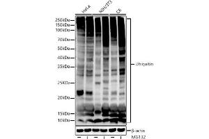 Western blot analysis of extracts of various cell lines, using Ubiquitin antibody (ABIN7271129) at 1:1000 dilution. (Ubiquitin B 抗体)