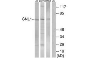 Western Blotting (WB) image for anti-Guanine Nucleotide Binding Protein Like Protein 1 (GNL1) (AA 61-110) antibody (ABIN2890372) (GNL1 抗体  (AA 61-110))