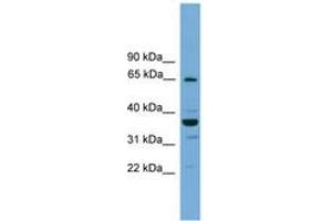 Image no. 1 for anti-TH1-Like (TH1L) (AA 44-93) antibody (ABIN6745217) (TH1-Like 抗体  (AA 44-93))