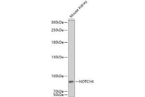 Western blot analysis of extracts of Mouse kidney using NOTCH4 Polyclonal Antibody at dilution of 1:1000. (NOTCH4 抗体)