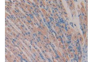 IHC-P analysis of Mouse Stomach Tissue, with DAB staining. (TMEM27 抗体  (AA 12-222))