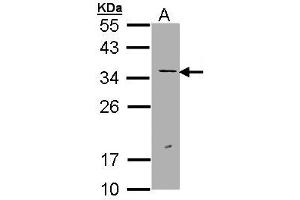 Western Blotting (WB) image for anti-Excision Repair Cross Complementing Polypeptide-1 (ERCC1) (AA 47-272) antibody (ABIN467448) (ERCC1 抗体  (AA 47-272))