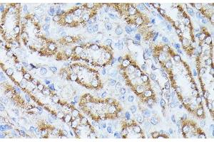 Immunohistochemistry of paraffin-embedded Rat kidney using PPP2CB Polyclonal Antibody at dilution of 1:100 (40x lens). (PPP2CB 抗体)