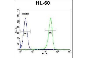 Flow cytometric analysis of HL-60 cells (right histogram) compared to a negative control cell (left histogram). (OR2W3 抗体  (C-Term))