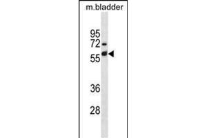 Mouse Krt6a Antibody (Center) (ABIN1881486 and ABIN2838719) western blot analysis in mouse bladder tissue lysates (35 μg/lane). (KRT6A 抗体  (AA 212-240))