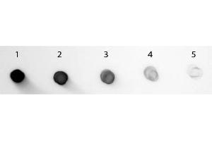 Dot Blot of Goat anti-Guinea Pig IgG Fc Antibody Alkaline Phosphatase Conjugated. (山羊 anti-豚鼠 IgG (Fc Region) Antibody (Alkaline Phosphatase (AP)) - Preadsorbed)