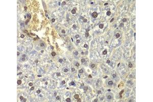 Immunohistochemistry of paraffin-embedded Mouse liver using RPL5 Polyclonal Antibody at dilution of 1:200 (40x lens). (RPL5 抗体)