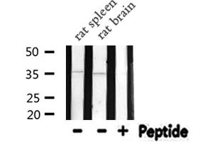 Western blot analysis of NEUROD1 expression in various lysates (NEUROD1 抗体  (N-Term))