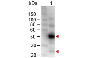 Western Blot of Chicken anti-Human IgG (H&L) Antibody Peroxidase Conjugated. (小鸡 anti-人 IgG (Heavy & Light Chain) Antibody (HRP))