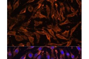 Immunofluorescence analysis of L929 cells using TNFRSF11A Polyclonal Antibody at dilution of 1:100 (40x lens). (TNFRSF11A 抗体)