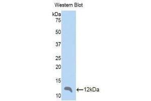 Western Blotting (WB) image for anti-Chemokine (C-C Motif) Ligand 4 (CCL4) (AA 24-92) antibody (ABIN1859831) (CCL4 抗体  (AA 24-92))