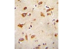 Formalin fixed and paraffin embedded human brain tissue reacted with GFRAL Antibody (C-term) followed by peroxidase conjugation of the secondary antibody and DAB staining. (GFRAL 抗体  (C-Term))