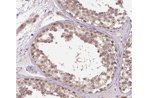 ABIN6266915 at 1/100 staining human testis tissue sections by IHC-P. (DDIT3 抗体  (N-Term))