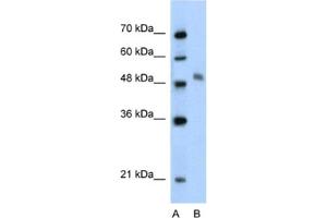 Western Blotting (WB) image for anti-Myb-Like Protein 1 (MYBL1) antibody (ABIN2460541) (MYBL1 抗体)