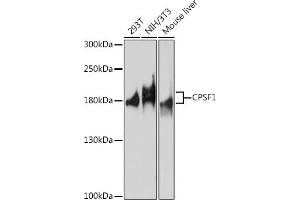 Western blot analysis of extracts of various cell lines, using CPSF1 antibody (ABIN7266411) at 1:1000 dilution. (CPSF1 抗体  (AA 700-950))