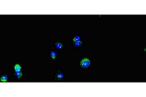 Immunofluorescent analysis of Hela cells using ABIN7150136 at dilution of 1:100 and Alexa Fluor 488-congugated AffiniPure Goat Anti-Rabbit IgG(H+L) (DDIT4L 抗体  (AA 1-163))