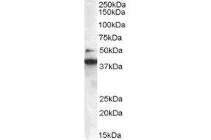 ABIN2561410 staining (0. (ZBTB24 抗体  (C-Term))