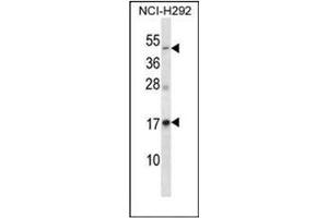 Western blot analysis of RAMP3 Antibody  in NCI-H292 cell line lysates (35ug/lane). (RAMP3 抗体  (C-Term))