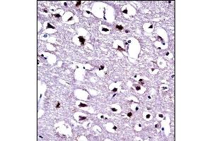 EEF1A1 Antibody (C-term) ((ABIN390521 and ABIN2840873))immunohistochemistry analysis in formalin fixed and paraffin embedded human brain tissue followed by peroxidase conjugation of the secondary antibody and DAB staining. (eEF1A1 抗体  (C-Term))