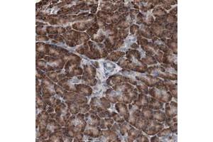Immunohistochemical staining of human pancreas with CDH9 polyclonal antibody  shows strong cytoplasmic positivity in exocrine glandular cells at 1:50-1:200 dilution. (Cadherin 9 抗体)