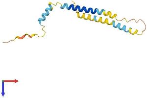 SLC51B Protein (AA 1-128) (His tag)