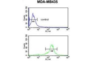 C19orf26 Antibody (Center) flow cytometric analysis of MDA-MB435 cells (bottom histogram) compared to a negative control cell (top histogram). (C19orf26 抗体  (Middle Region))