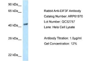 Western Blotting (WB) image for anti-Eukaryotic Translation Initiation Factor 3 Subunit F (EIF3F) (N-Term) antibody (ABIN786527) (EIF3F 抗体  (N-Term))