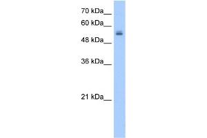 WB Suggested Anti-UGT3A2 Antibody Titration:  2. (UGT3A2 抗体  (N-Term))