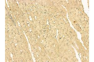 WFDC1 Mouse Monoclonal Antibody at 1/100 staining rat heart tissue by IHC-P. (WFDC1 抗体)