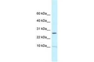 Image no. 1 for anti-Ribosomal Protein L39 (RPL39) (C-Term) antibody (ABIN6747647) (RPL39 抗体  (C-Term))