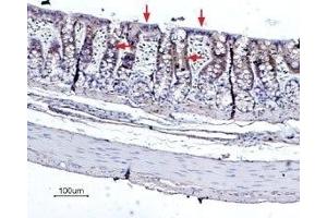 Expression of Bestrophin-2 in rat colon - Immunohistochemical staining of rat colon paraffin embedded sections using Anti-Bestrophin-2 (extracellular) Antibody (ABIN7042965 and ABIN7043936), (1:100), (brown). (Bestrophin 2 抗体  (3rd Extracellular Loop))