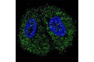 Immunofluorescence (IF) image for anti-Pyruvate Kinase M2 (PKM2) (AA 476-505) antibody (ABIN3032237)