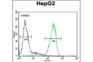 LMF2 Antibody (C-term) (ABIN654854 and ABIN2844517) flow cytometric analysis of HepG2 cells (right histogram) compared to a negative control cell (left histogram). (LMF2 抗体  (C-Term))