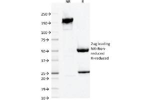 SDS-PAGE Analysis Purified AIF1 / Iba1 Mouse Monoclonal Antibody (AIF1/1909). (Iba1 抗体  (AA 1-146))