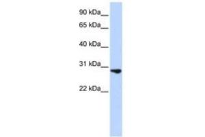 Image no. 1 for anti-Fibroblast Growth Factor 2 (Basic) (FGF2) (C-Term) antibody (ABIN6743086) (FGF2 抗体  (C-Term))