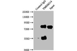 Immunoprecipitating TMEM214 in HepG2 whole cell lysate Lane 1: Rabbit control IgG instead of ABIN7173147 in HepG2 whole cell lysate. (TMEM214 抗体  (AA 2-236))